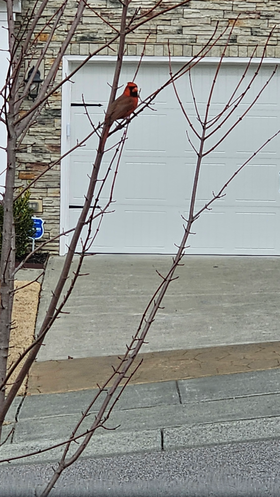 Signs of spring with a cardinal sitting on a tree branch